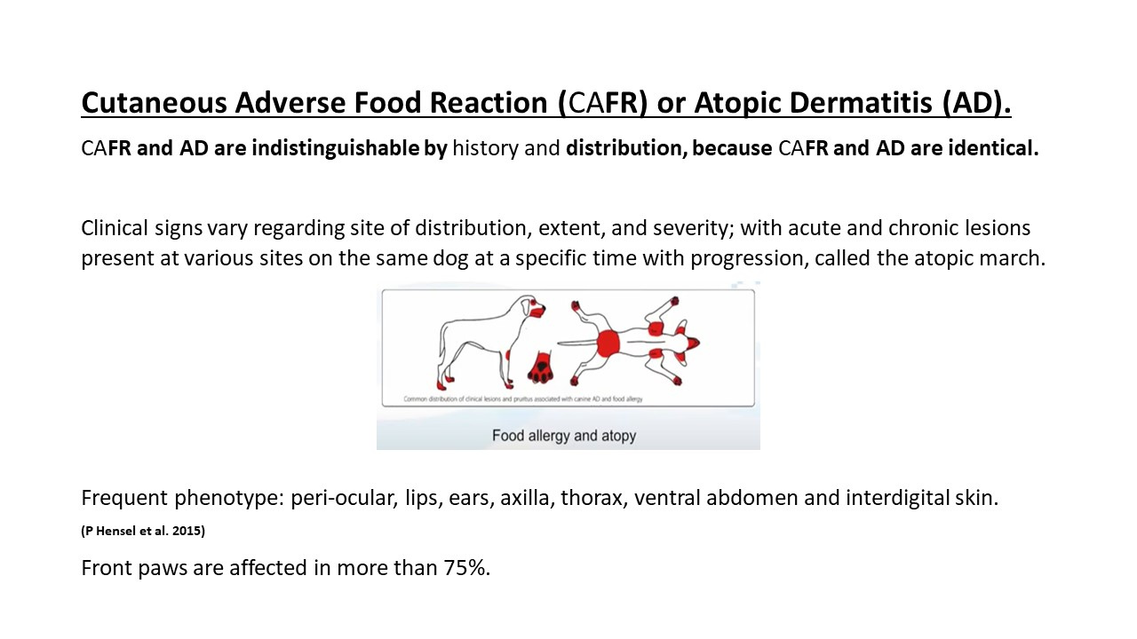 Pruritic_Dog_Webinar_Slide_33.jpg